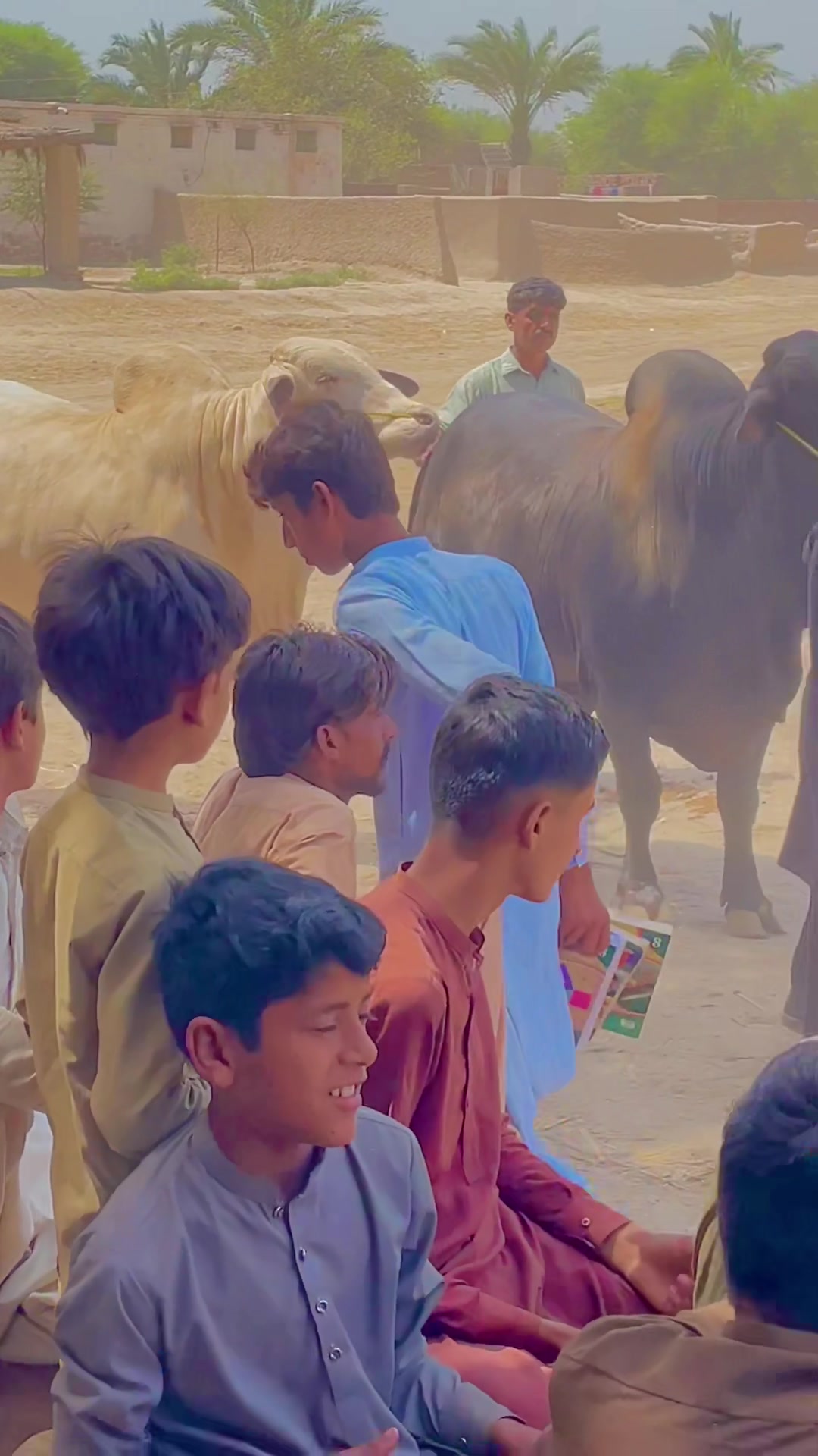 @Ustad Jee Cattle Farm
