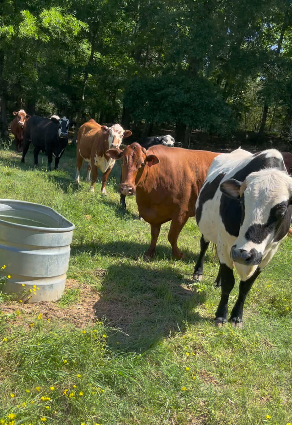 @Georgia Farm Girl