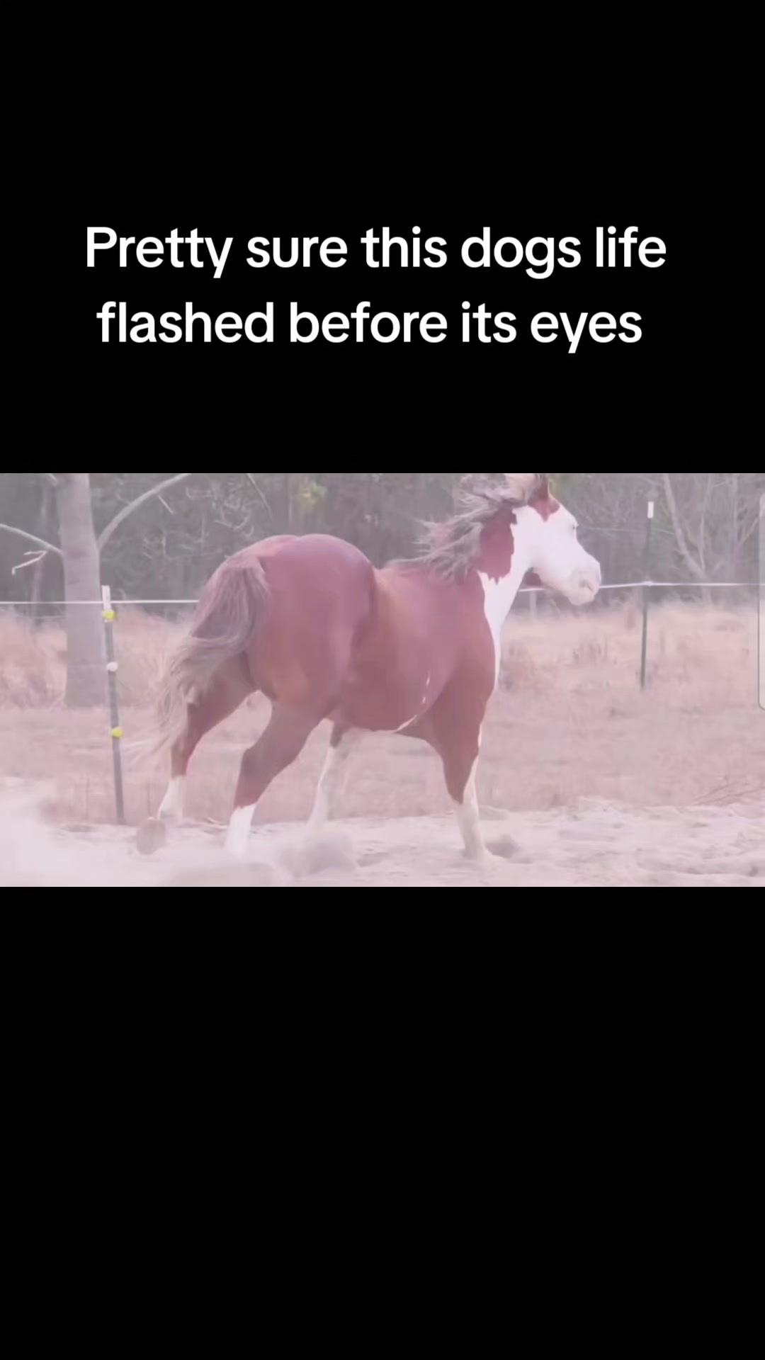 @🐎🐕CHLOE🐕🐎