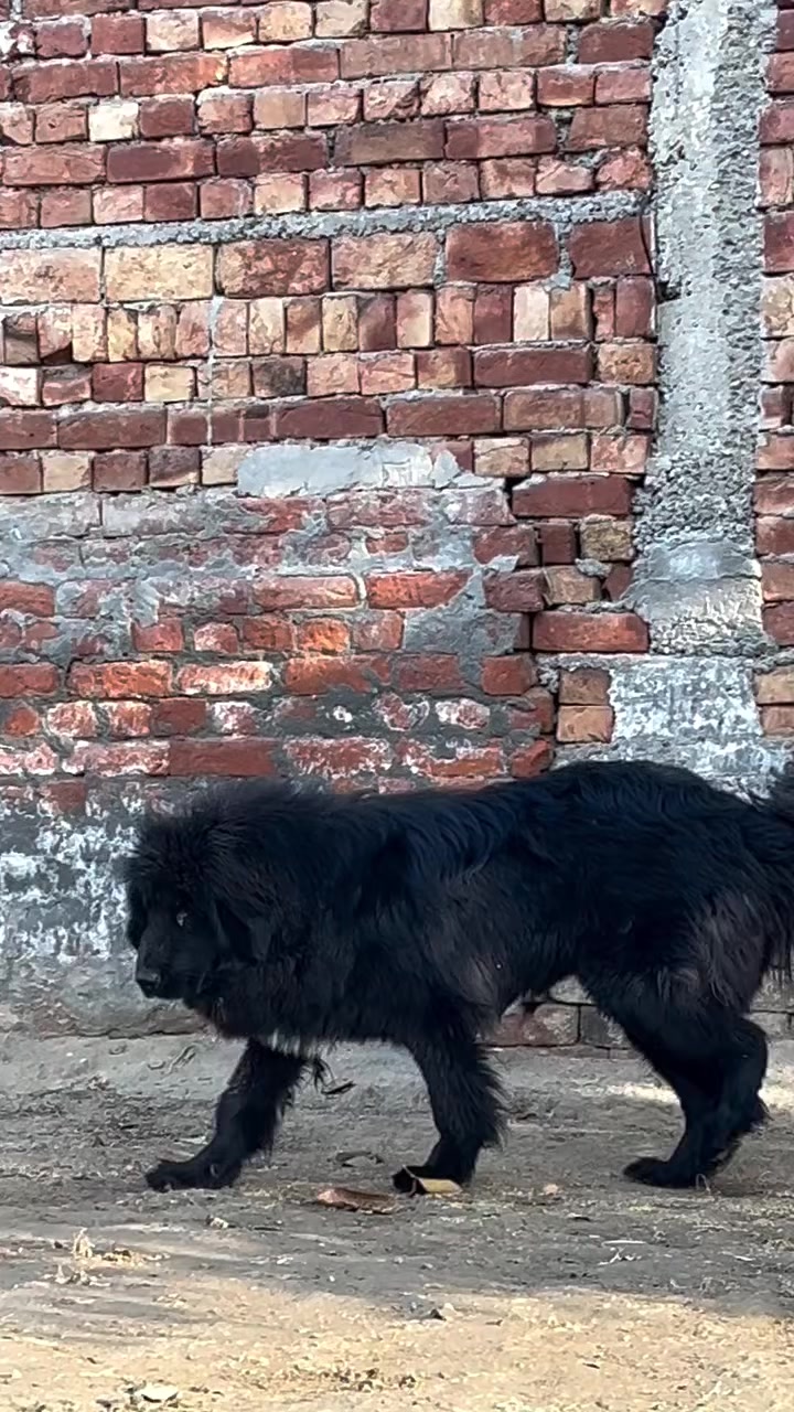 @Kashmiri_Bakrwal_Dog