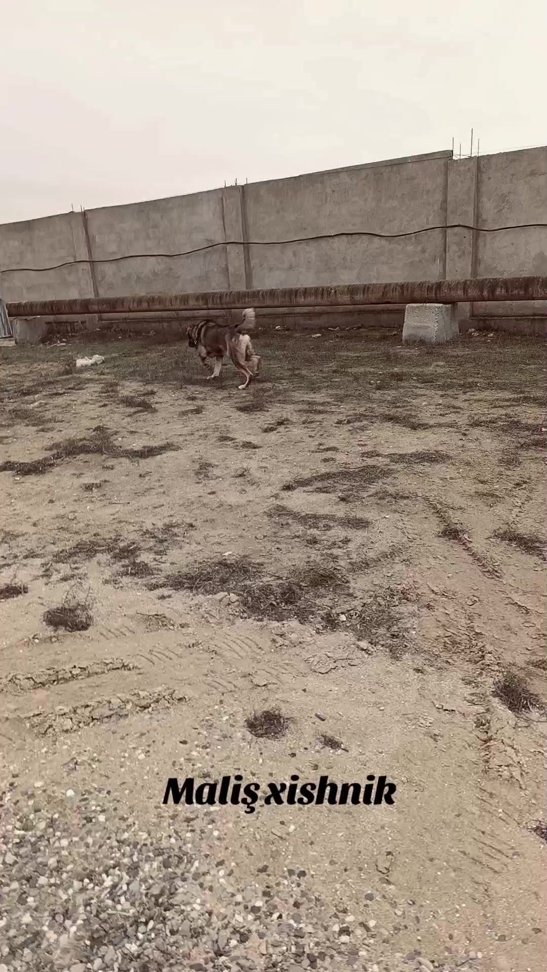 @Yaquar
