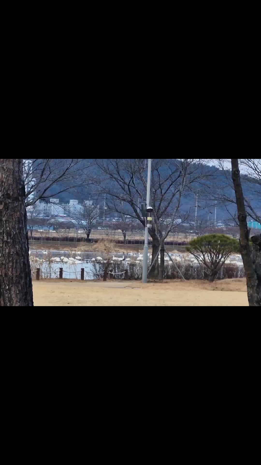 @히야신스