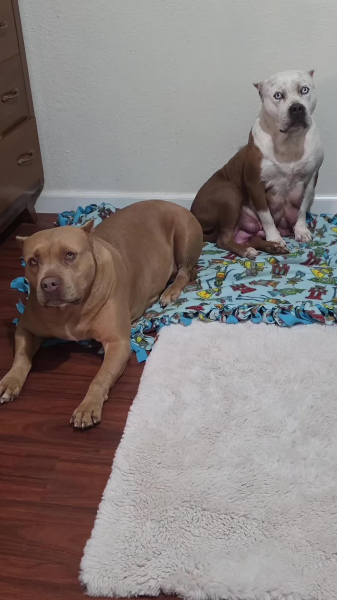 @hwy4bullyz
