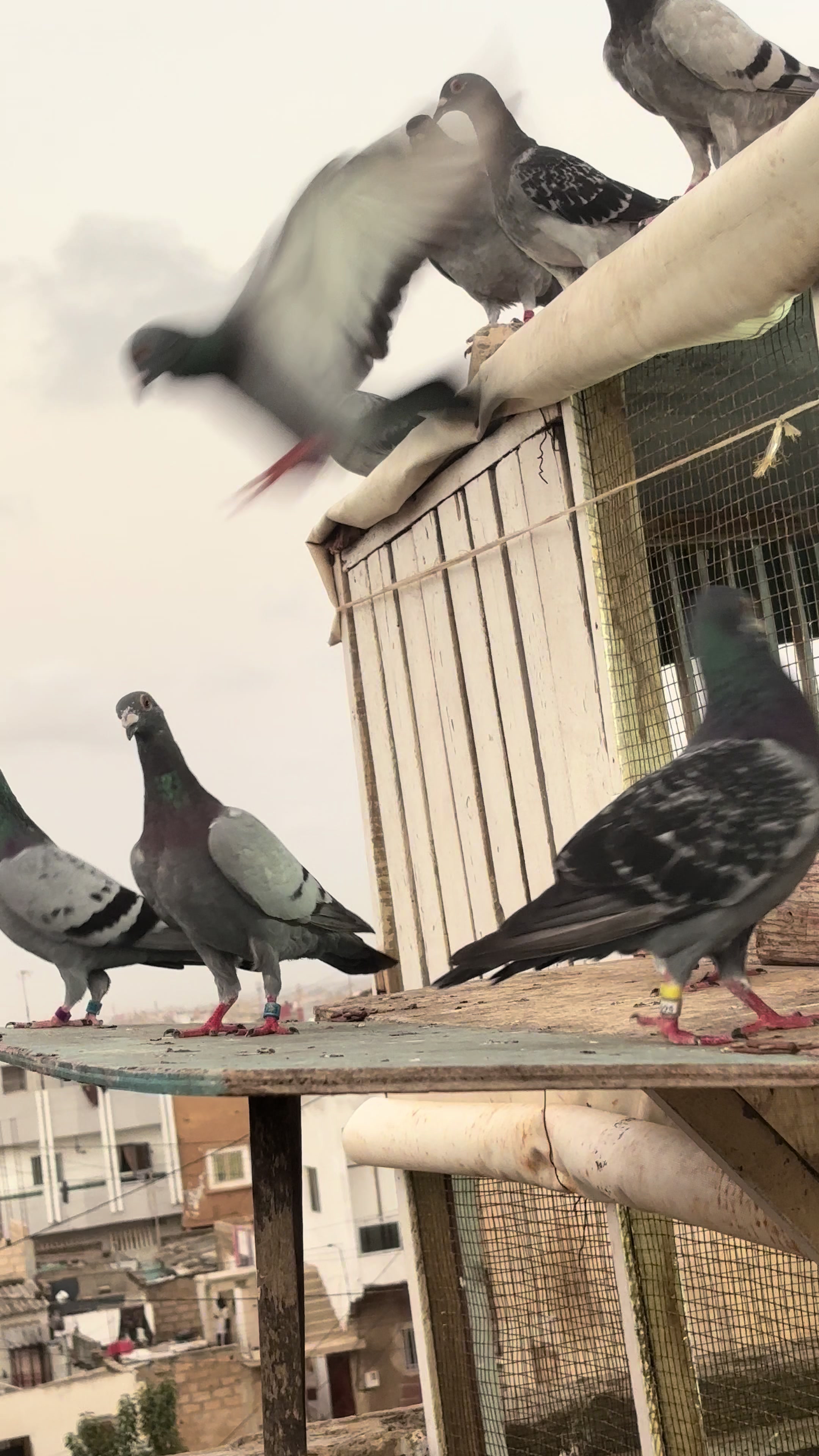 @OMZOLOFT🕊🦜🇸🇳