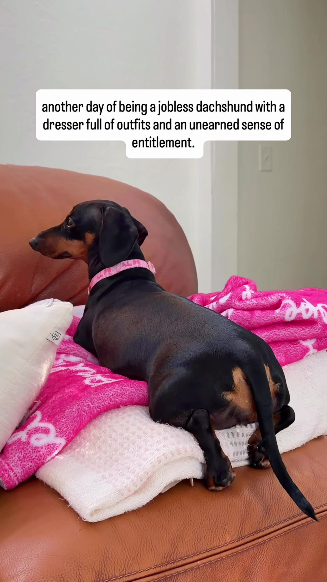 @Penny the Dachshund