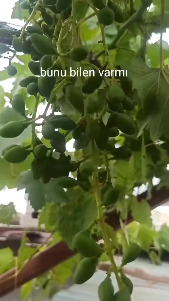 @🤘🇹🇷 EYUPCAN🤘Adanalı🤘🇹🇷