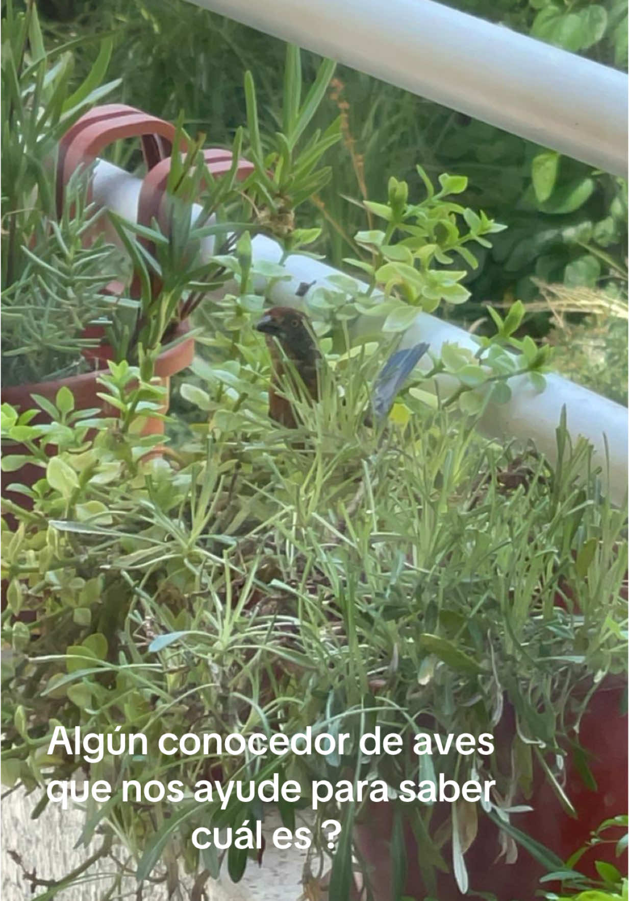 @Leonardo Farfal