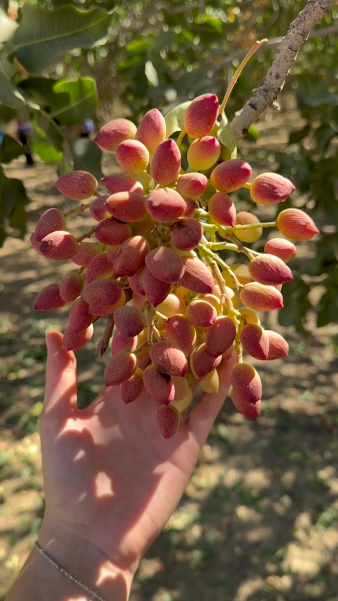 @Wonderful Pistachios