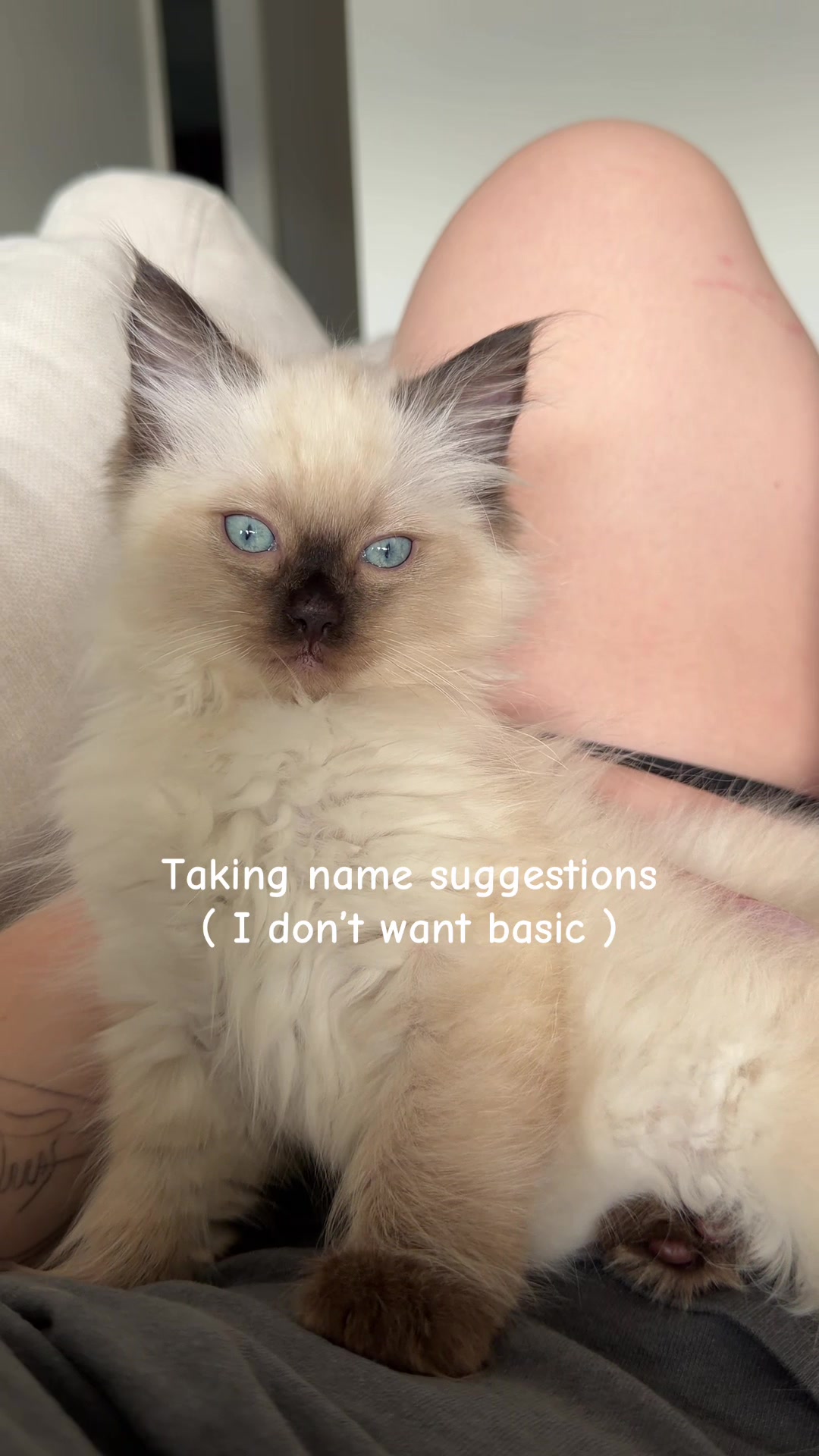 @ragdoll