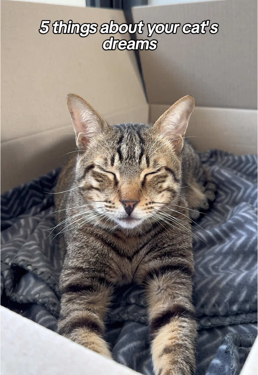 @Cat Tigrous