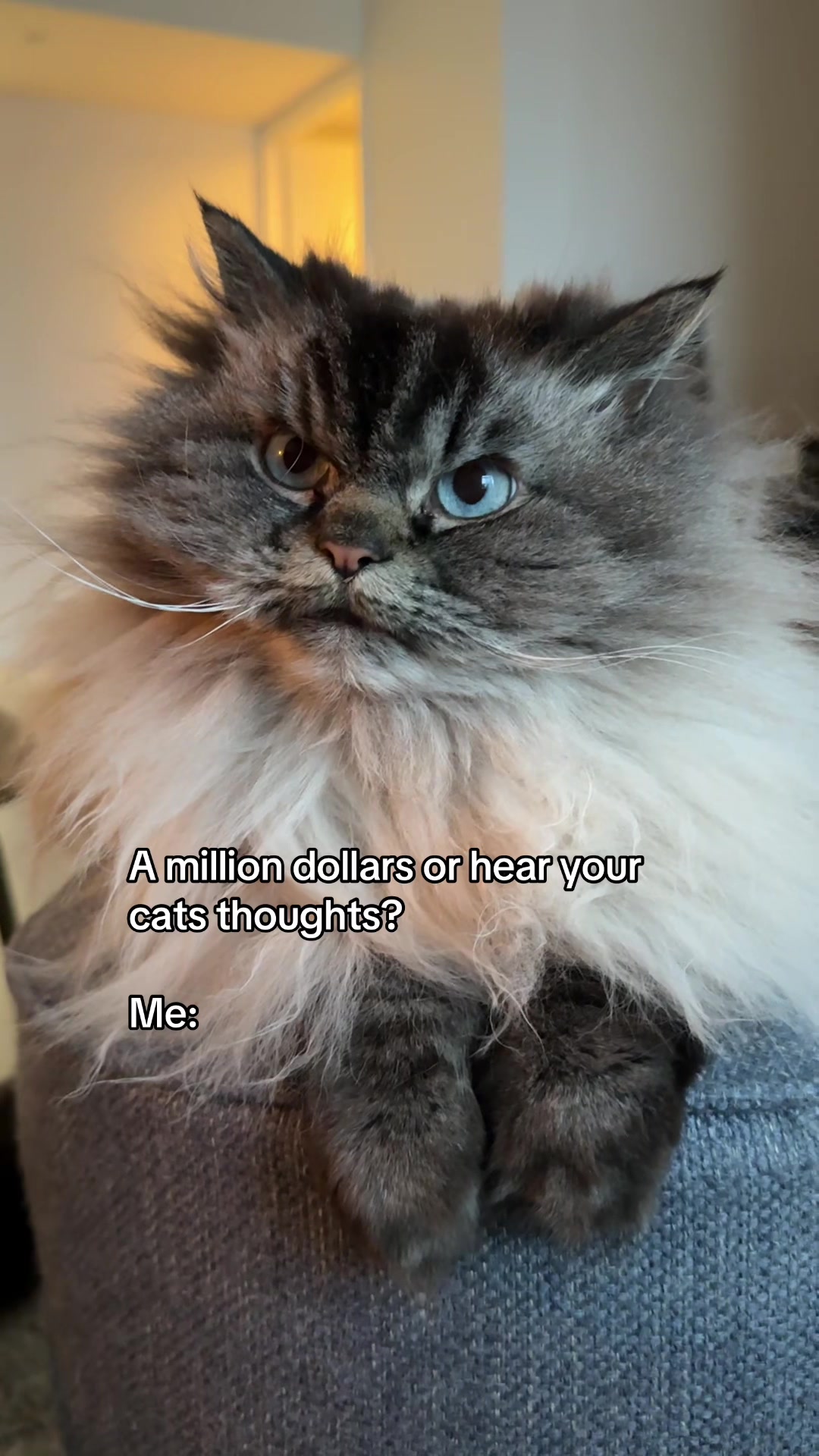 @Merlin Ragdoll