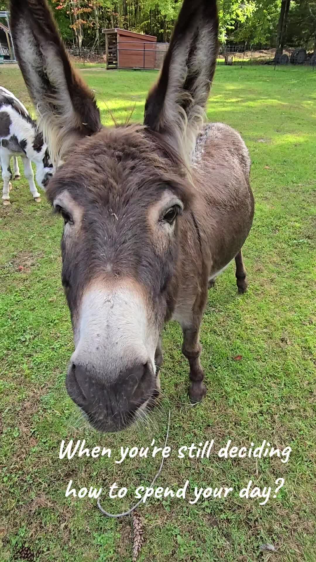 @DaisyMae Acres