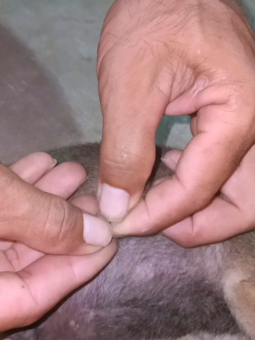 @dog757