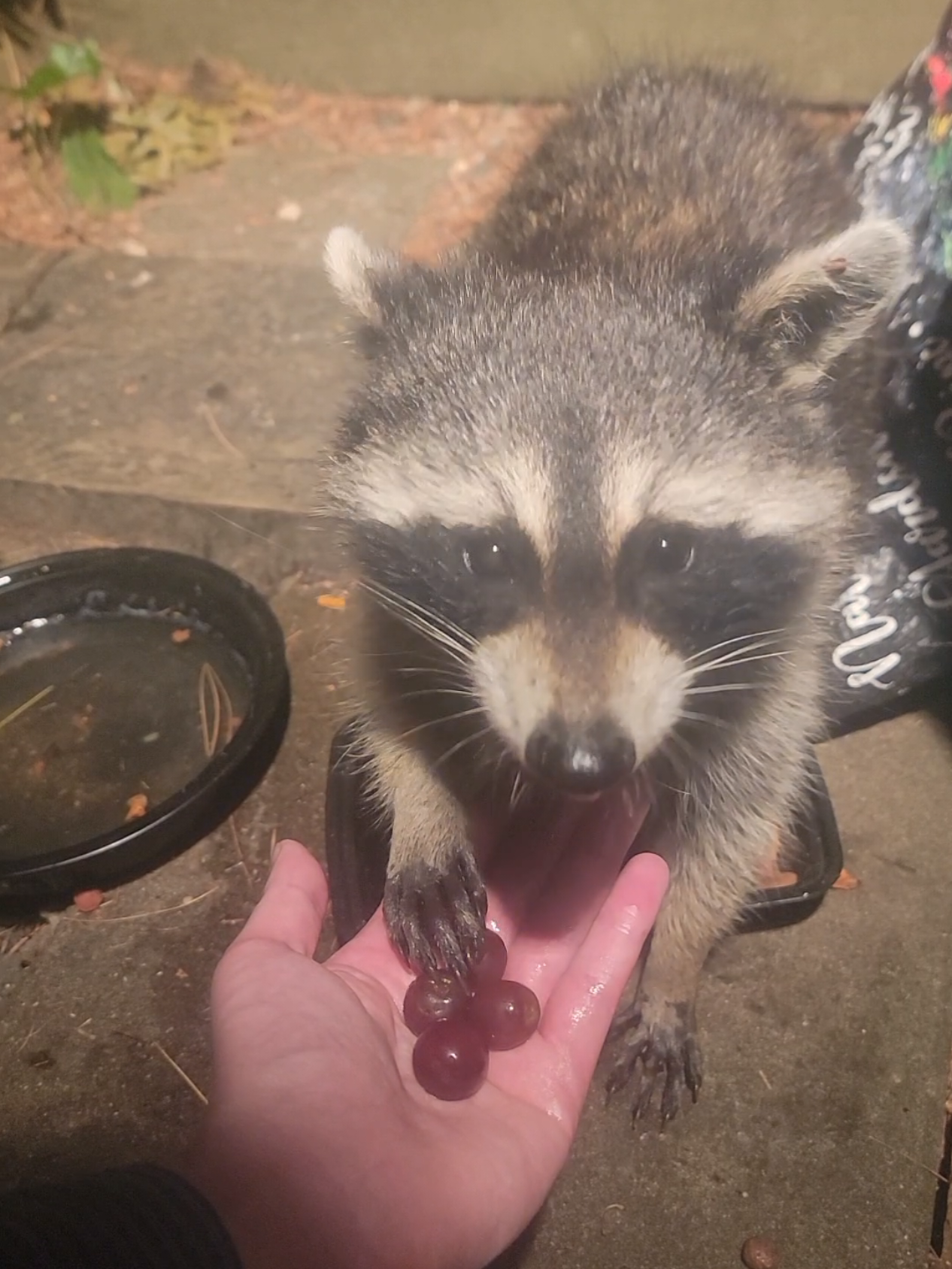 @Your local raccoons