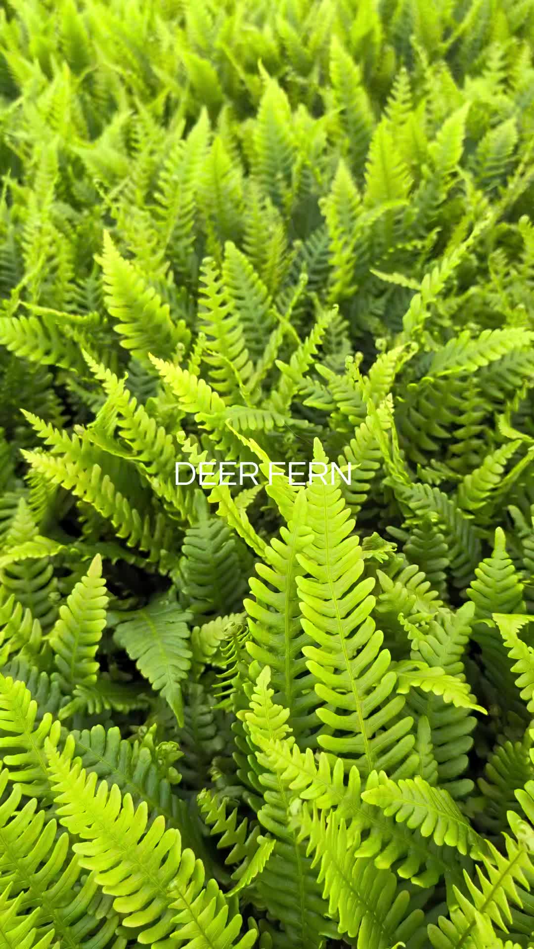@PLANTchatterr