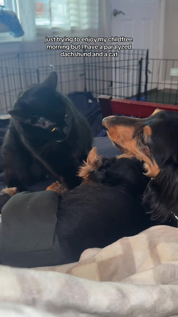 @Henry the mini dachshund