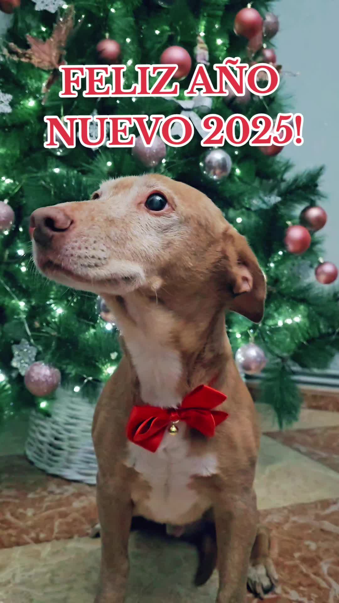 @Guffy_dog