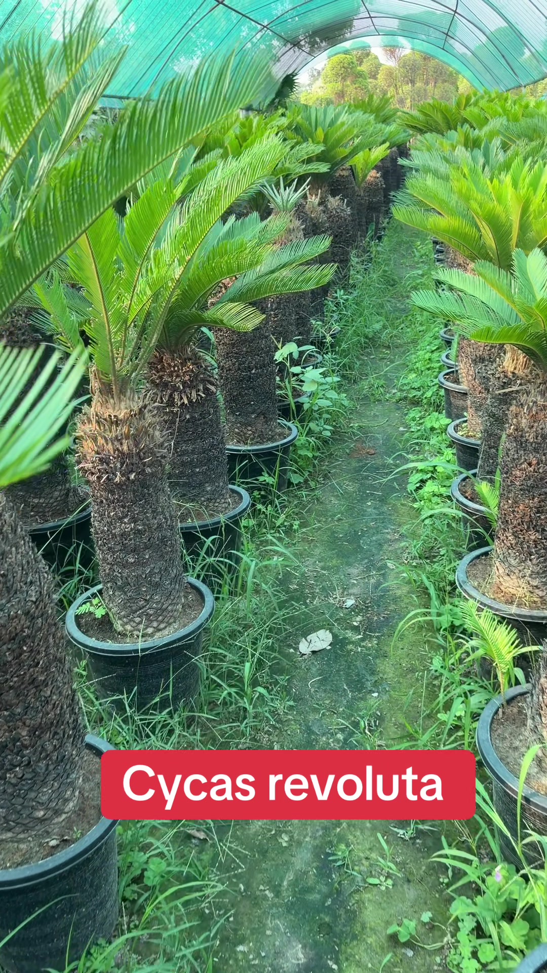 @AGP nursery farm pattoki