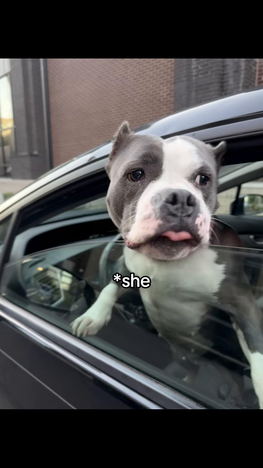@tristidesigns
