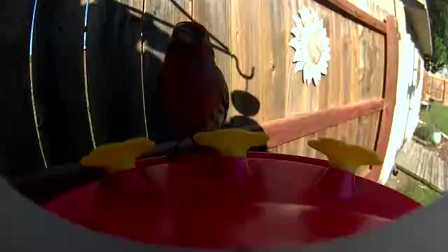 @Crazy Bird Lady