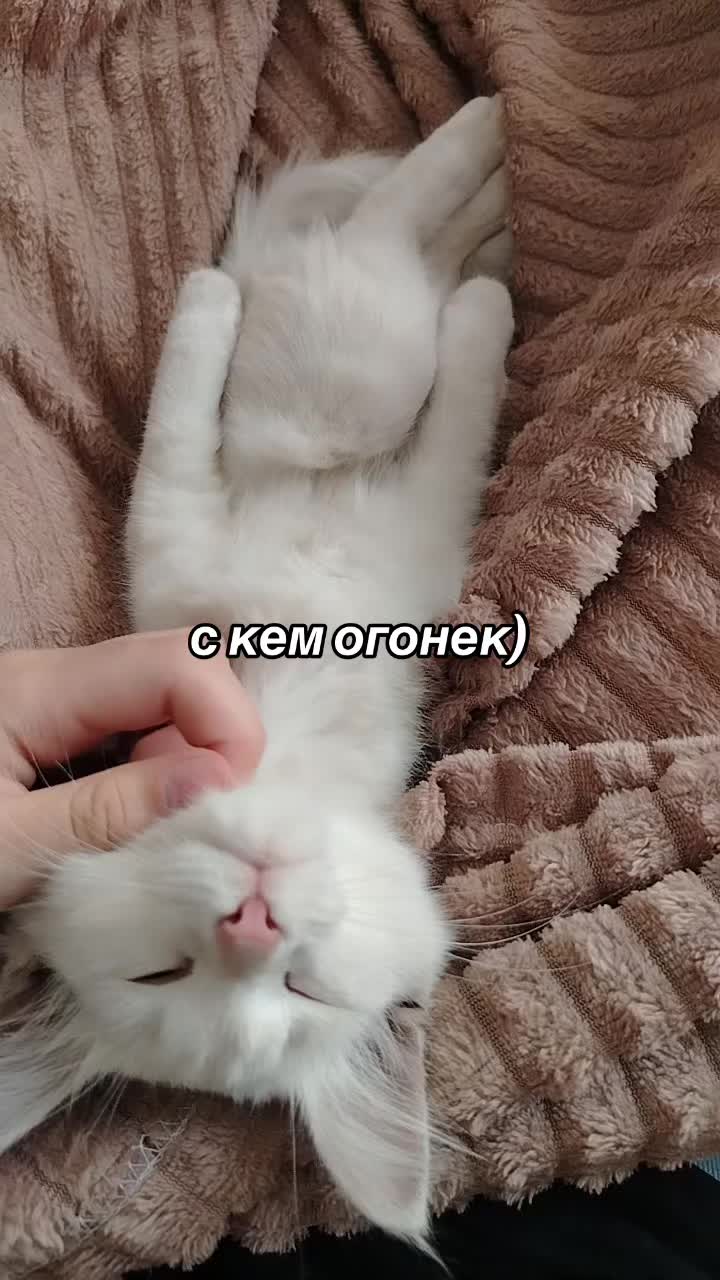 @рафа