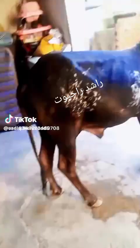 @Rashid pasha