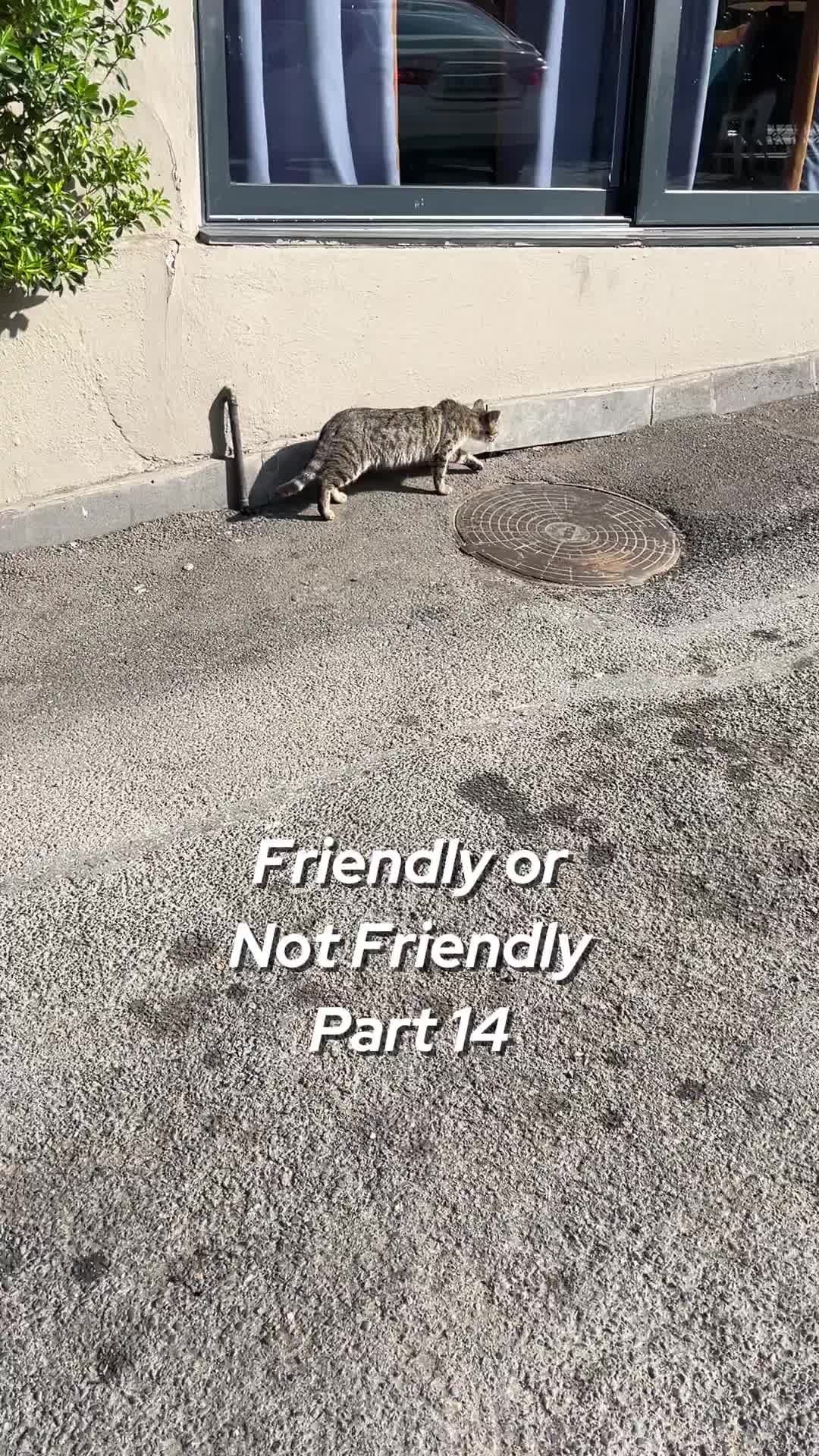 @ElkoyCats