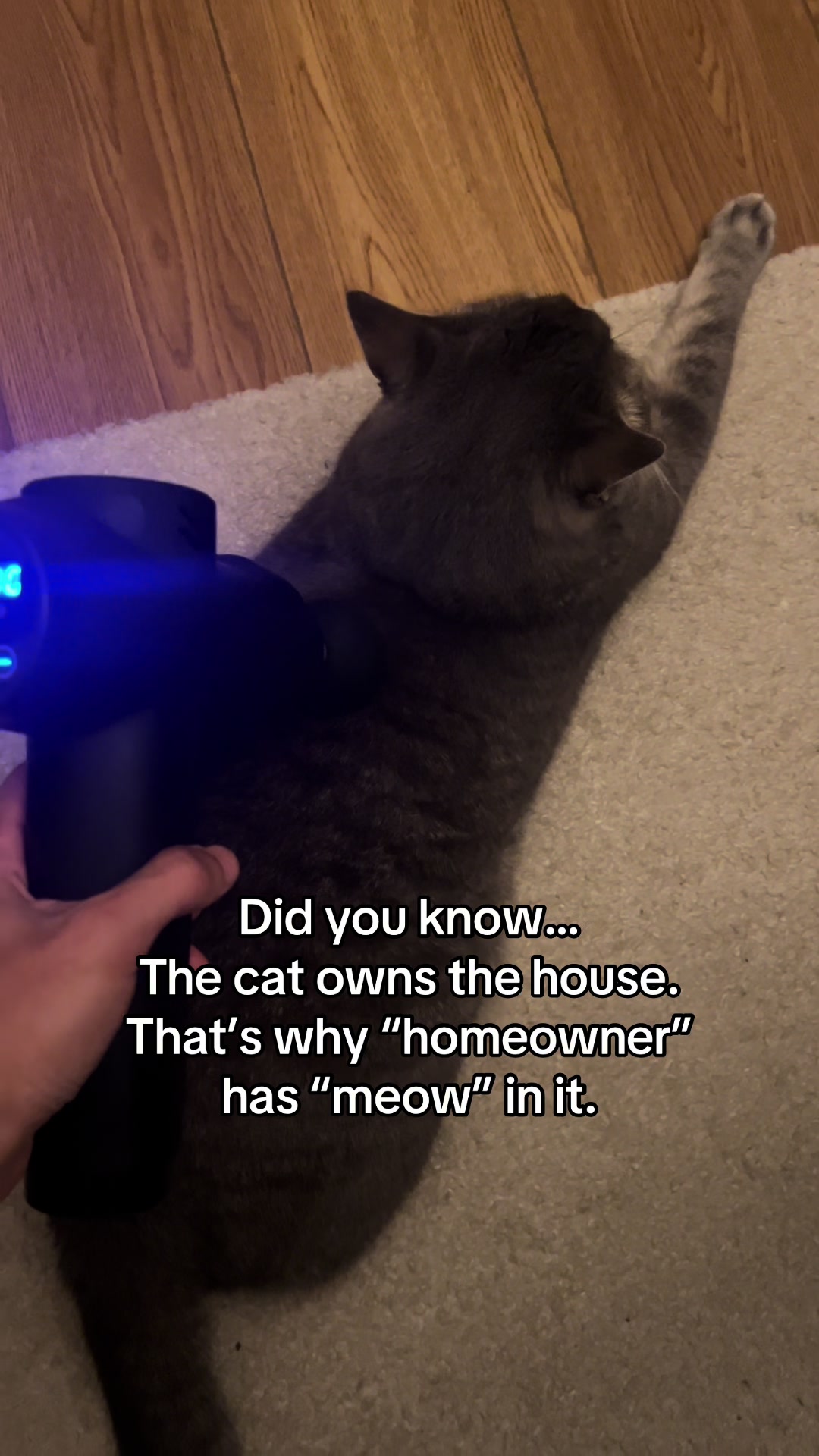 @Ollie 🐱