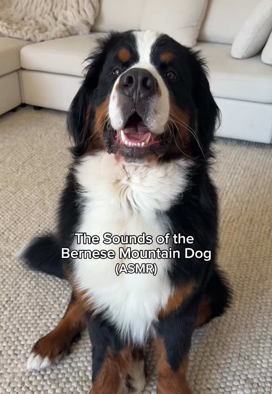 @CJ The Bernese