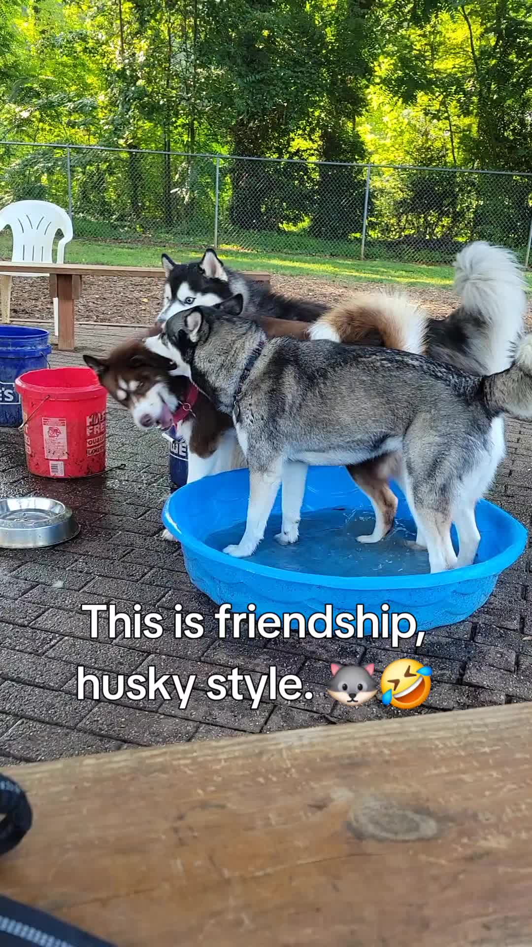 @the Hussey Husky
