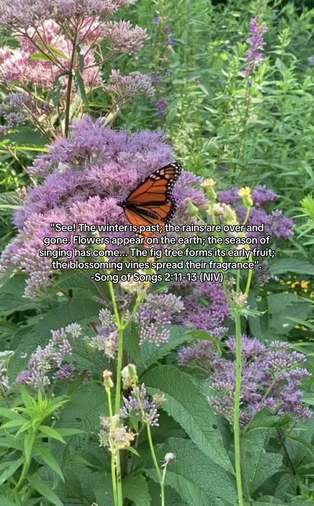 @dahlia!!