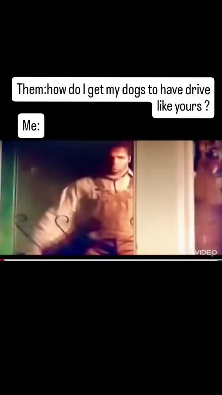 @MR I WORK DOGS
