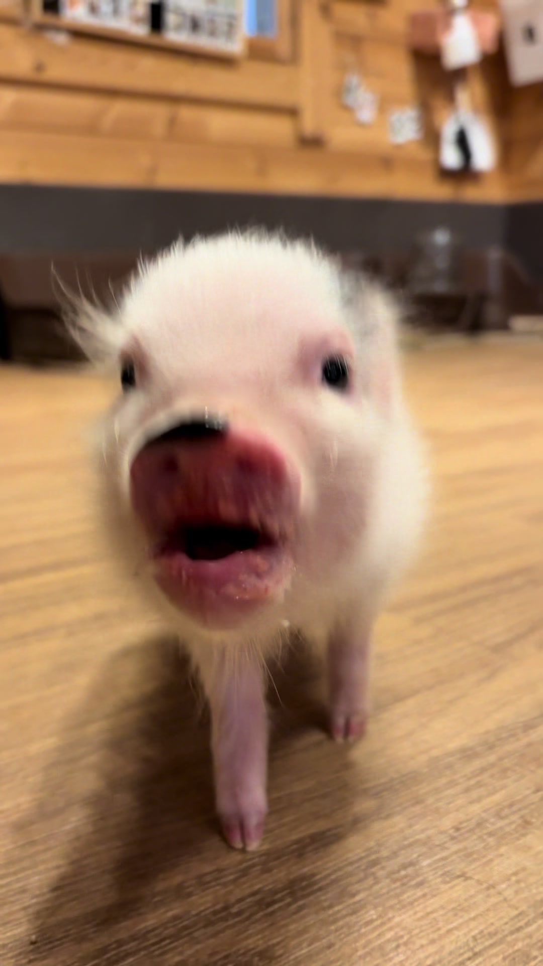 @pignic