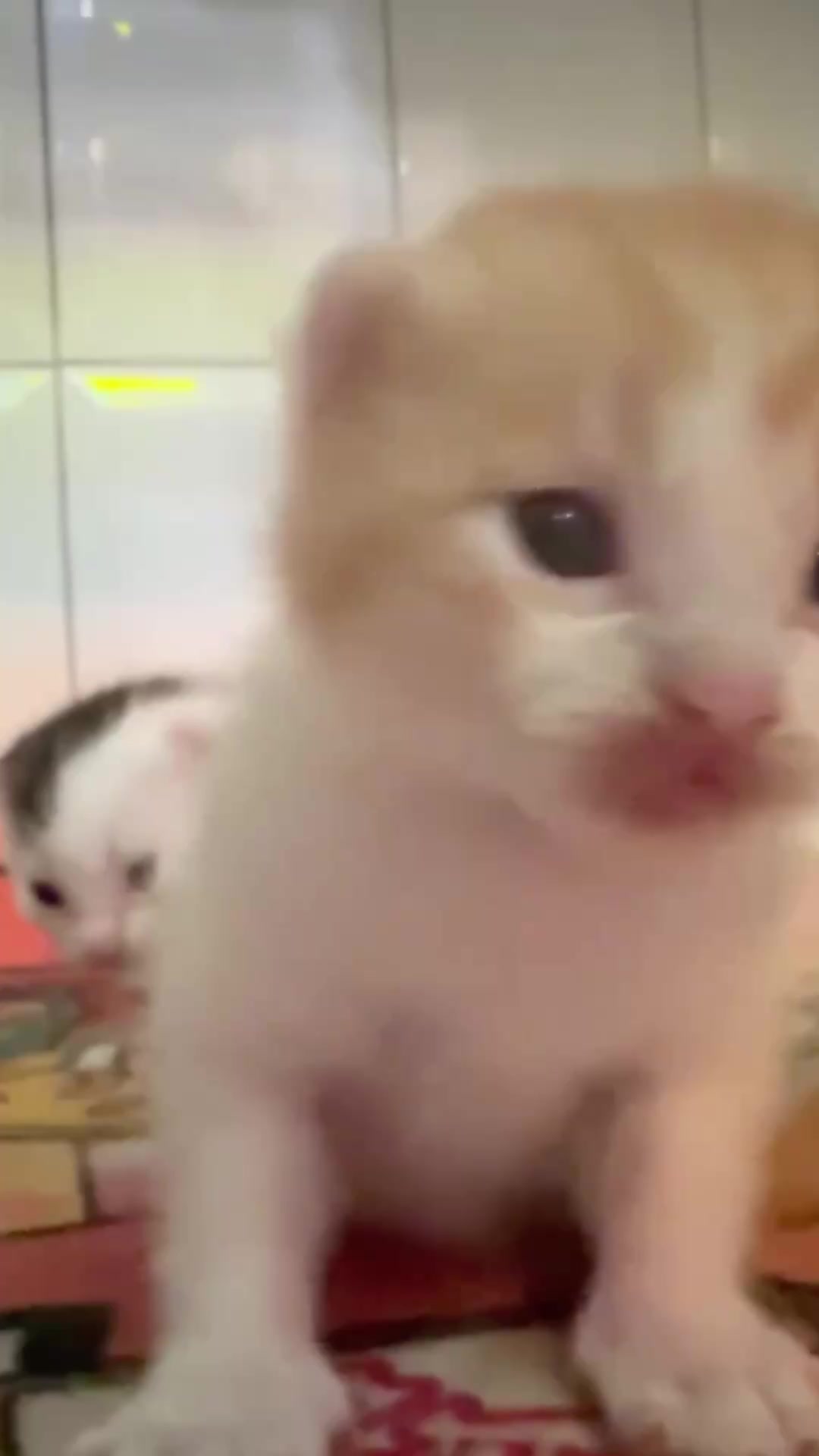 @catbosssss