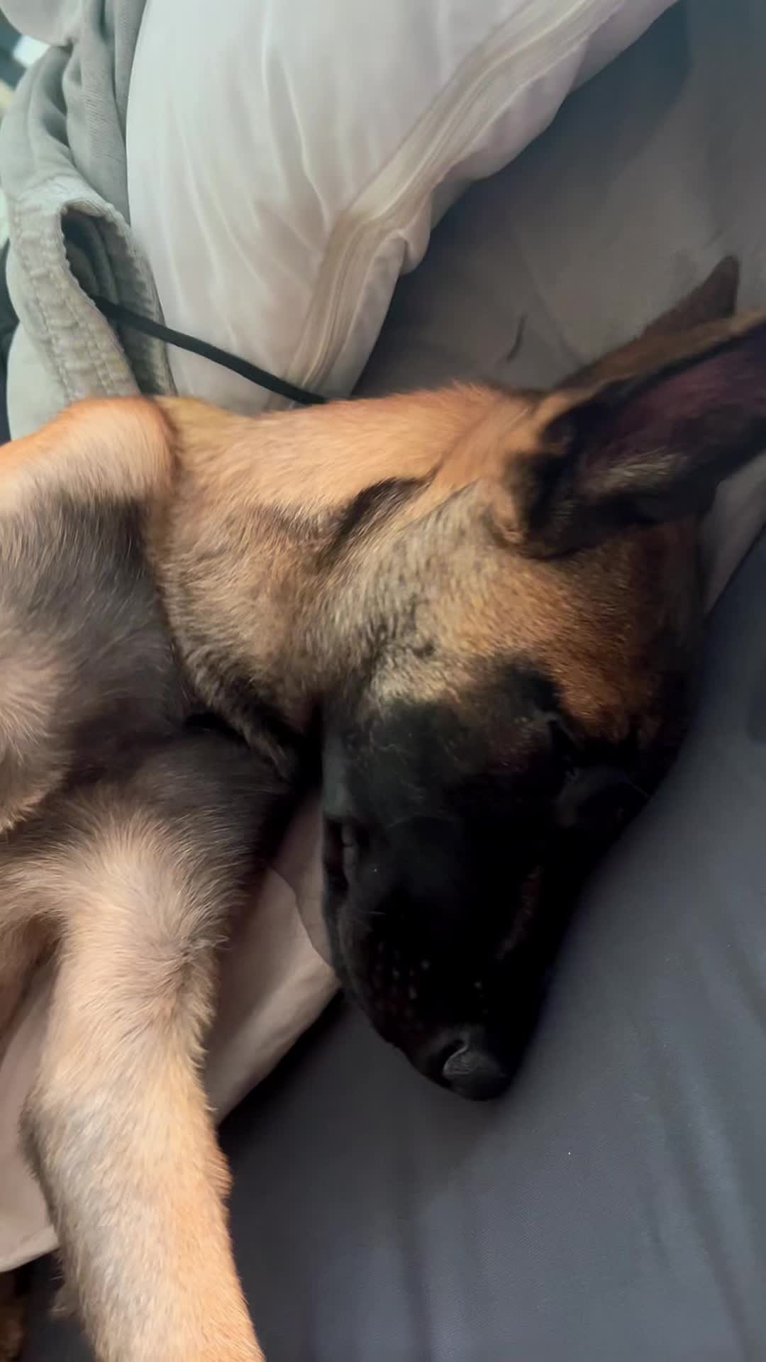 @charliethecharmingpup