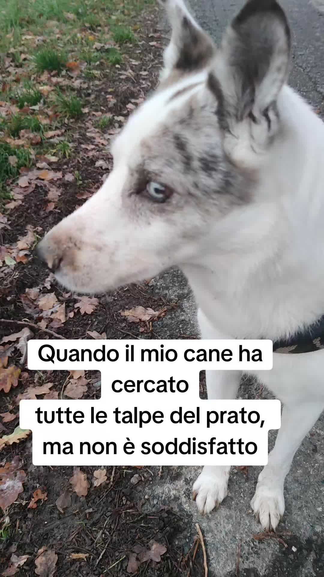 @ho.adottato.un.canesordo