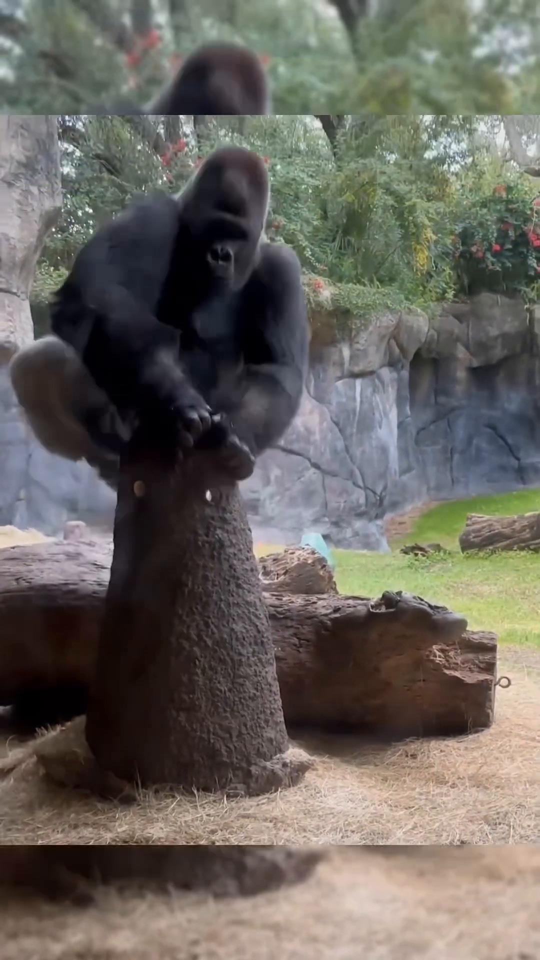 @Awesome gorillas