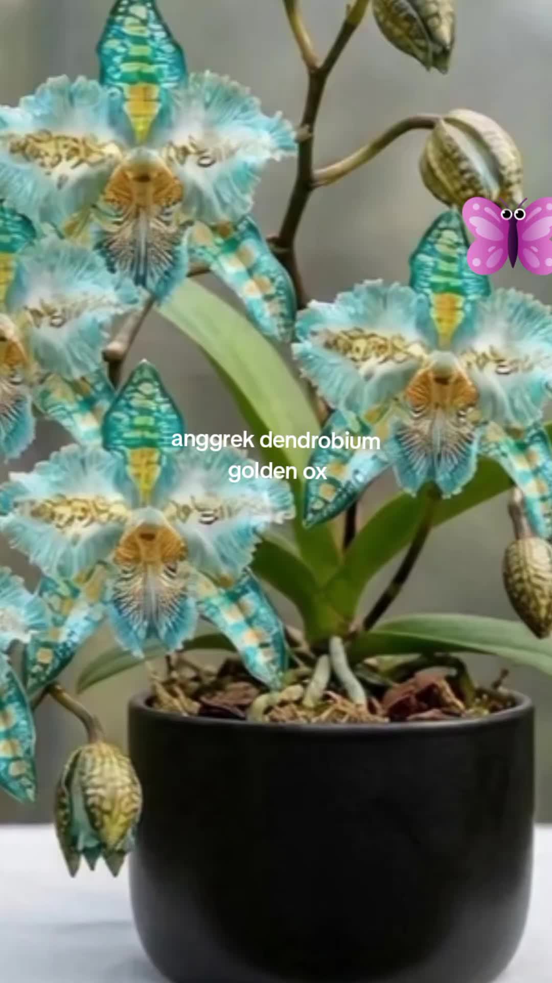 @NUNUNG INSANI