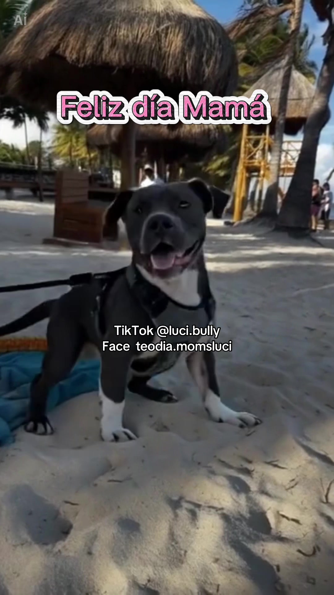 @luci.bully