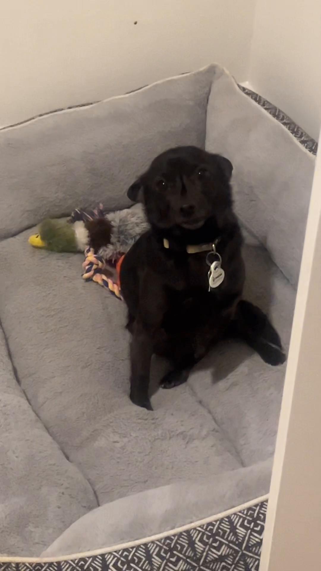 @Blackjack_Chihuahua