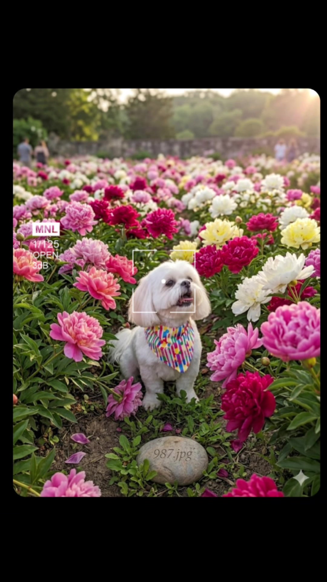 @Twilight Shih Tzu