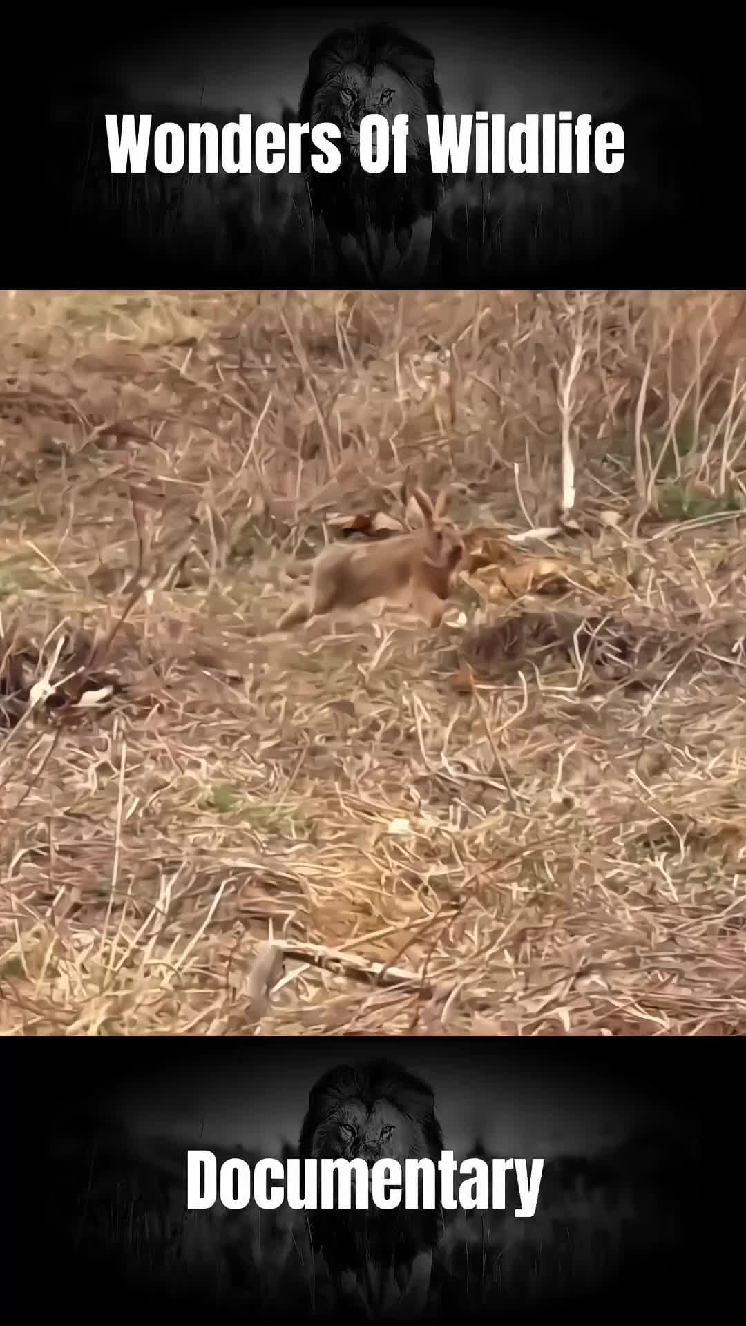 @𝐀𝐧𝐢𝐦𝐚𝐥𝐬 𝐋𝐢𝐟𝐞