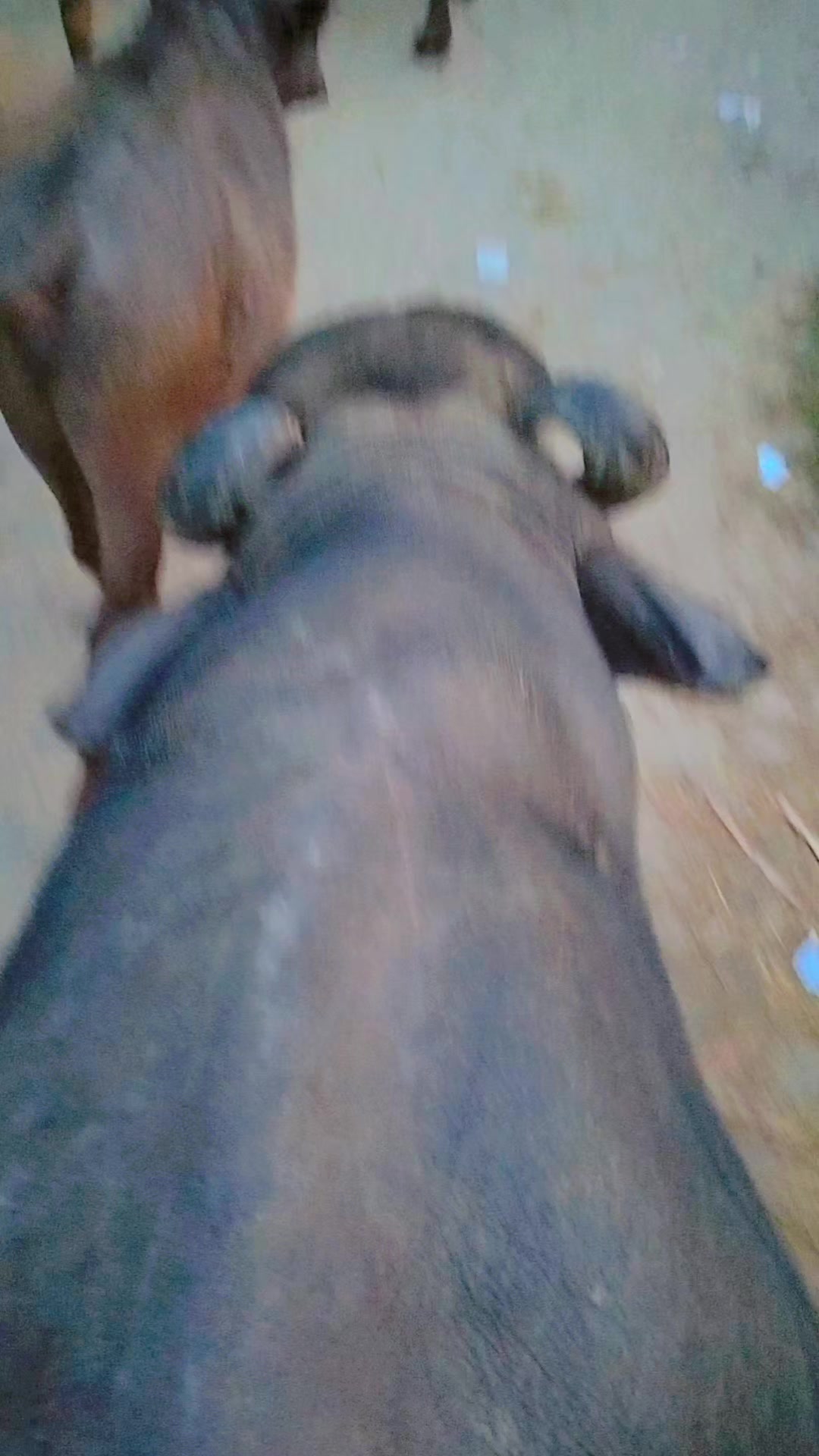 @बदमाश अहिर 🦋🦋