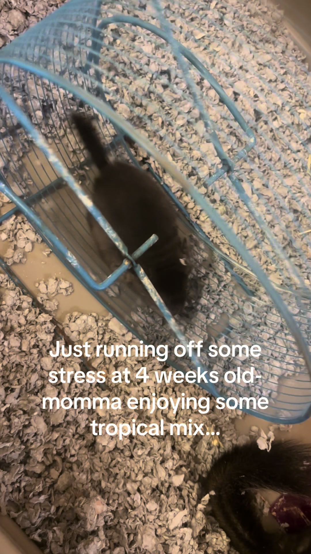 @Alamomenagerie