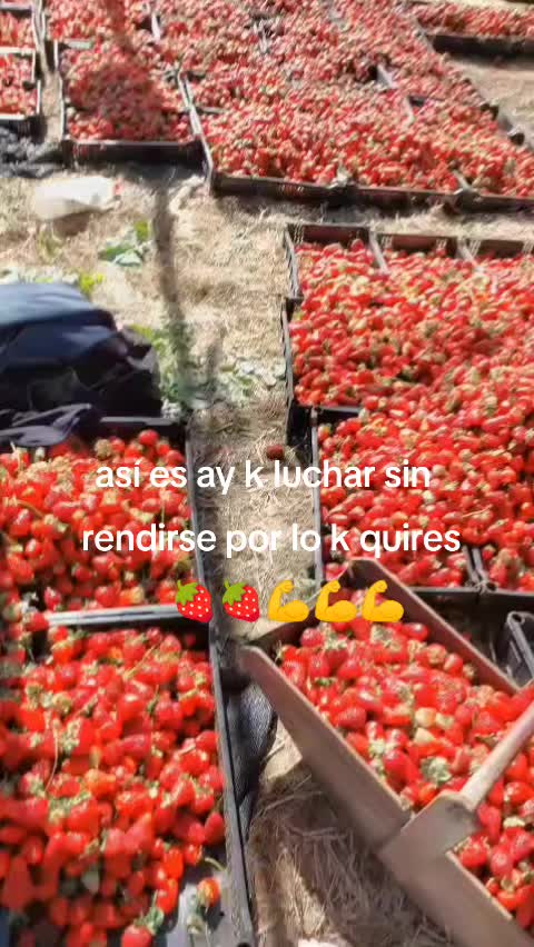 @Gris🌹 Montalvo🥰🇧🇴🇨🇱