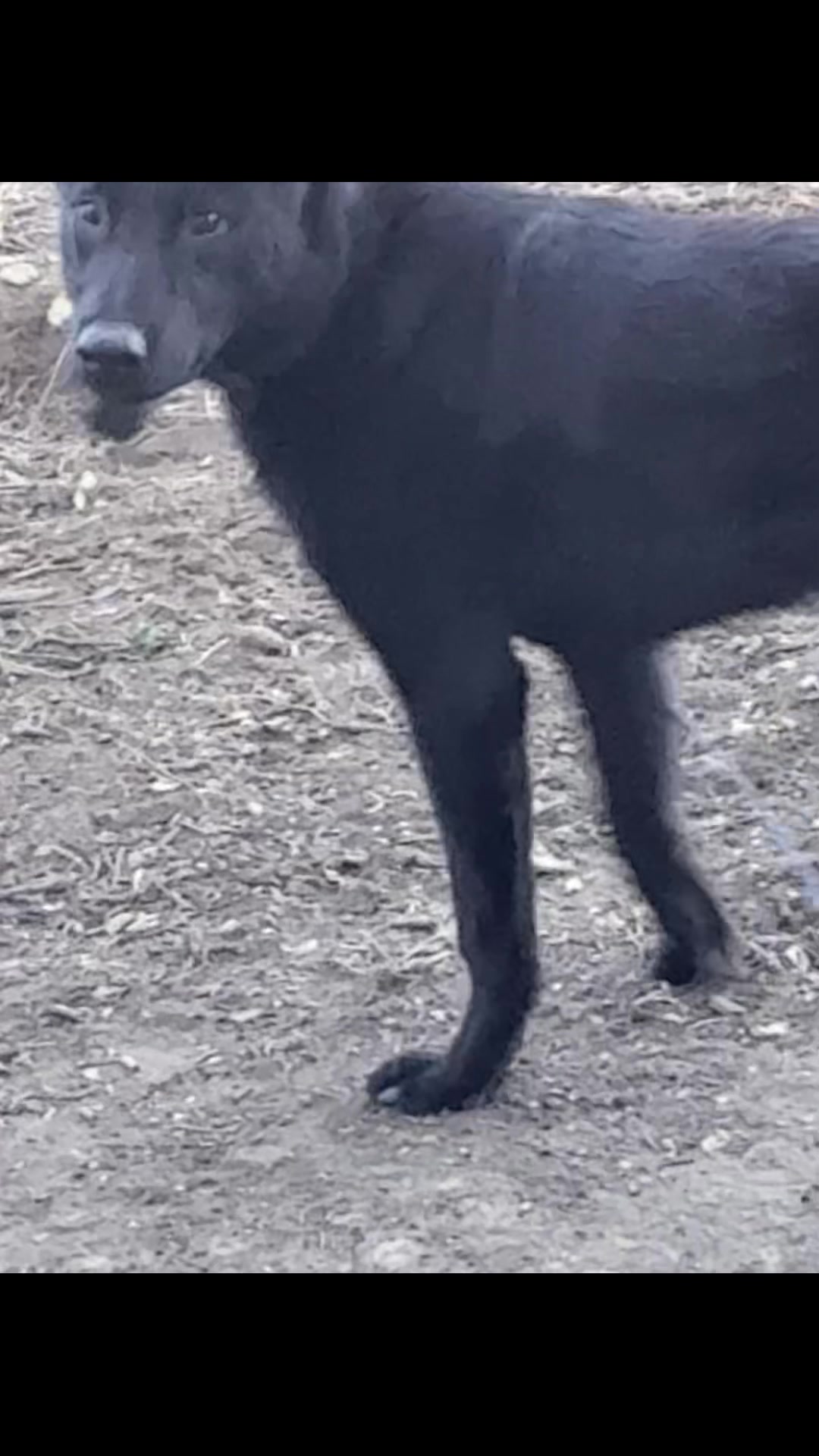 @Detroit belgian malinois