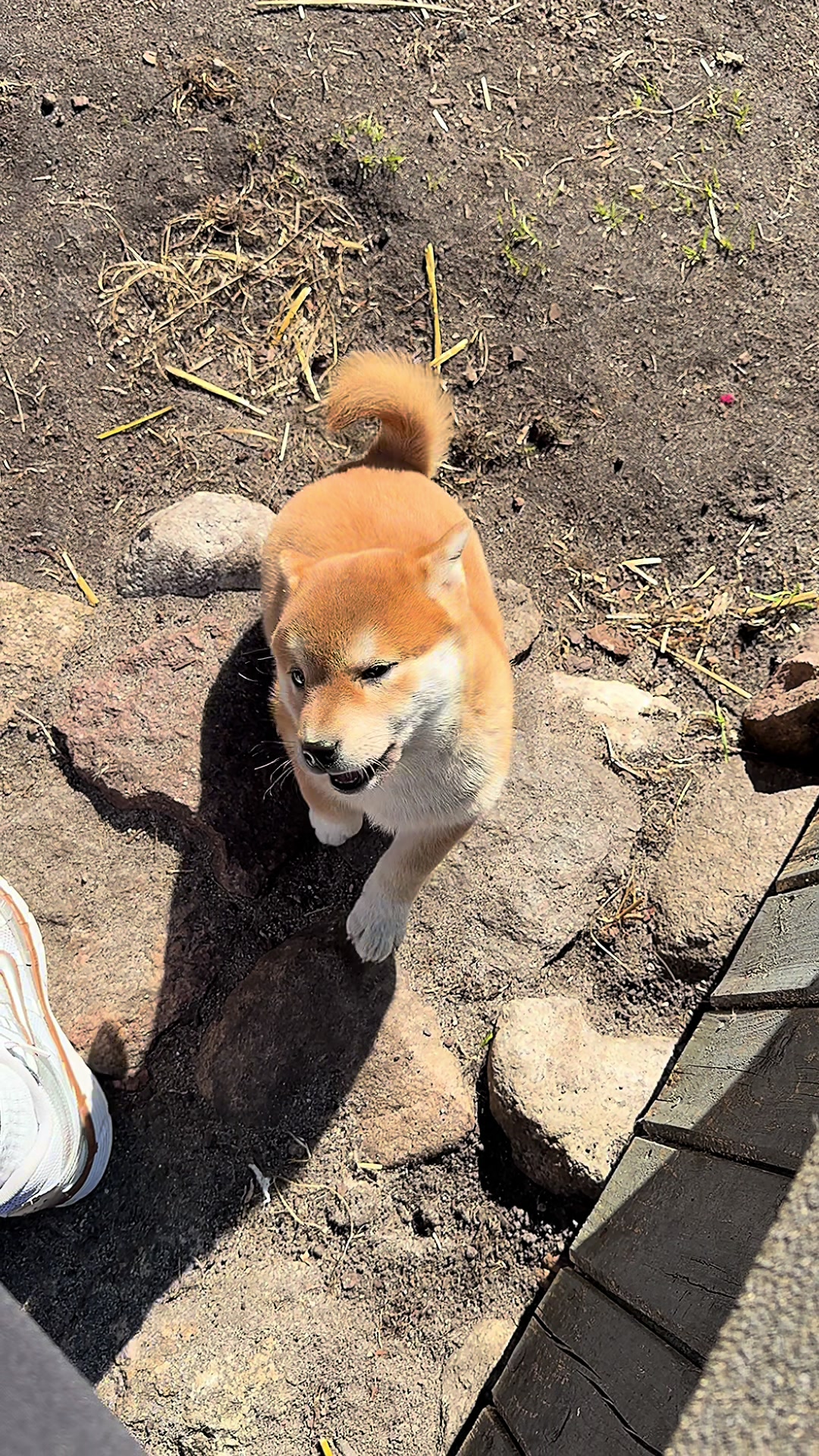 @Shiba GoNanKaiho hodowla FCI