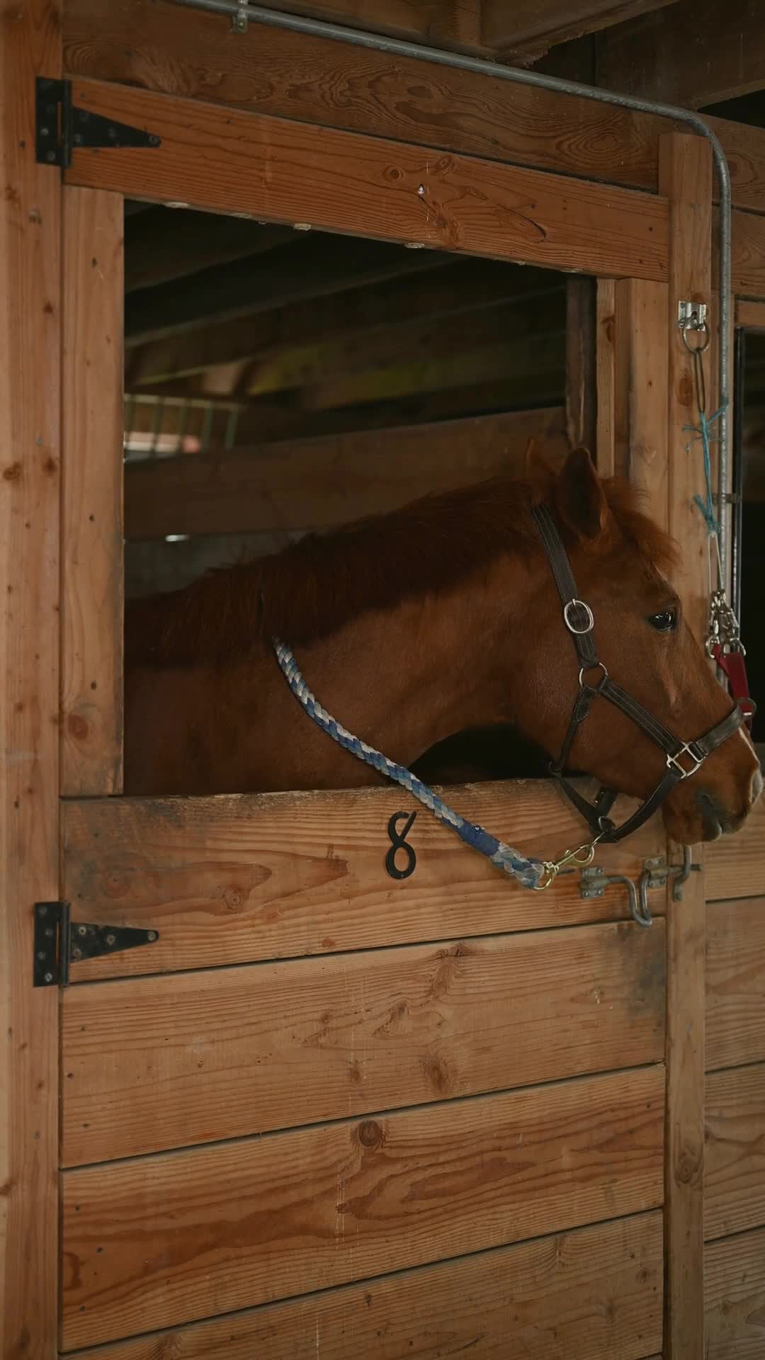 @Golden Horseshoe Equestrian