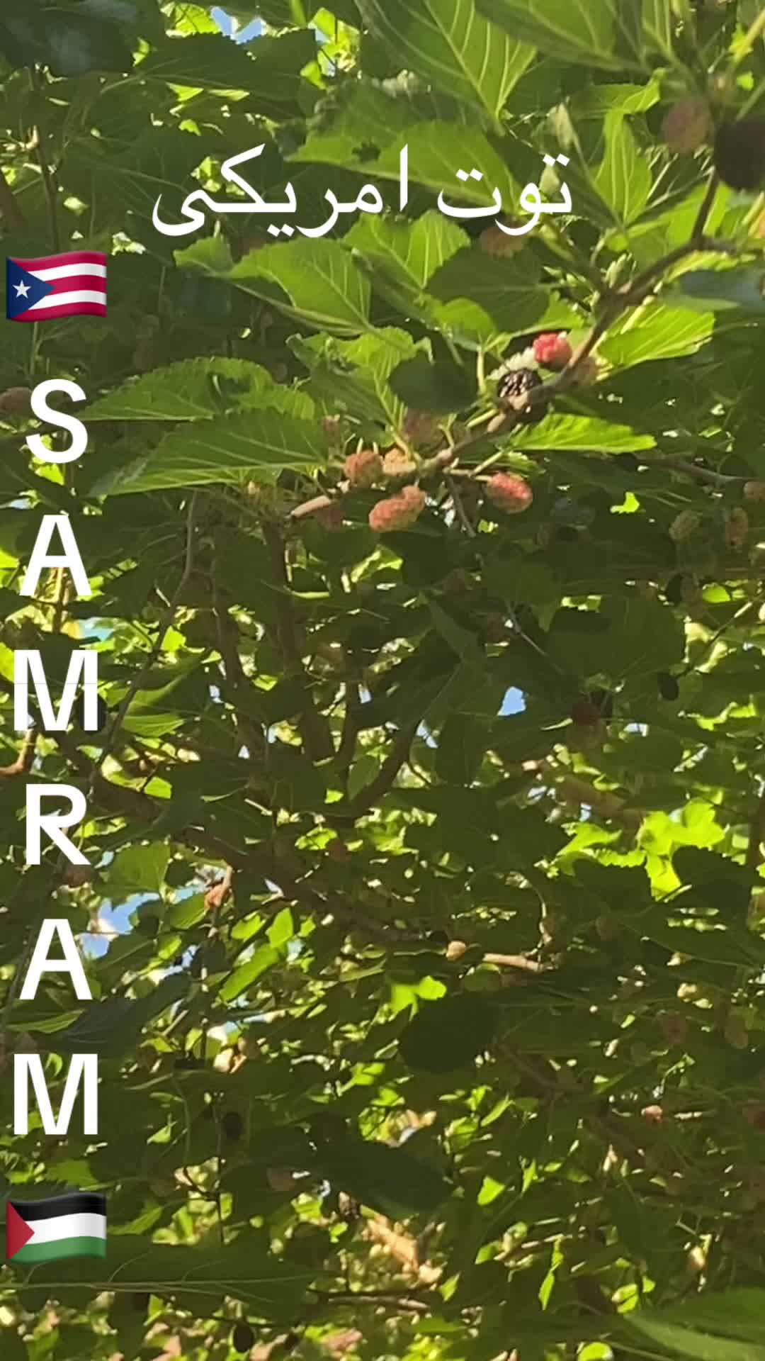 @Samrah888