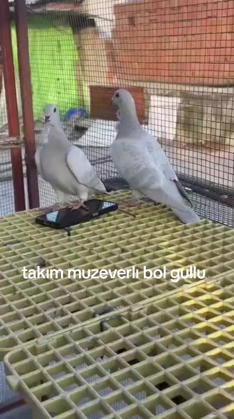 @mersinli.0233